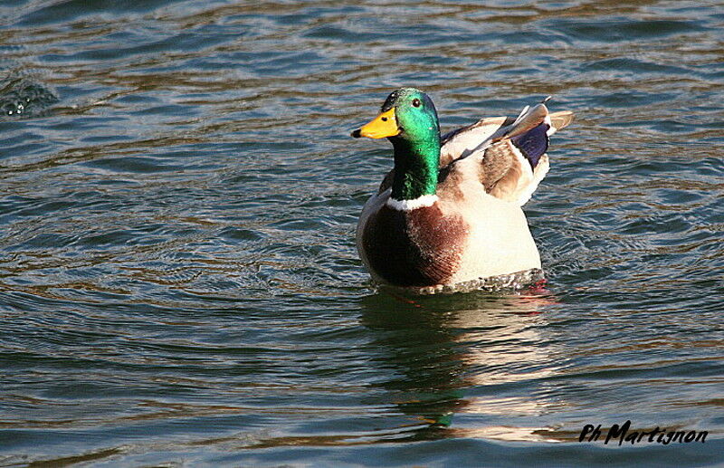 Mallard, Behaviour