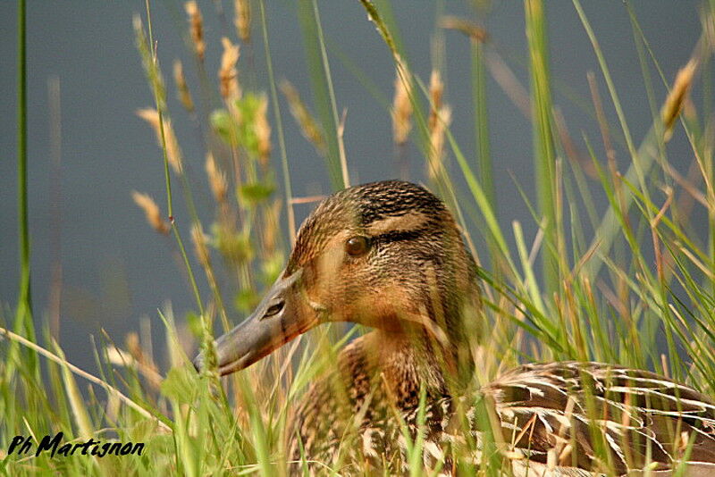 Mallard female, identification