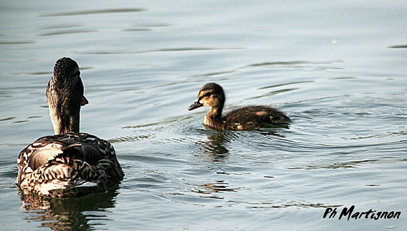 Canard colvertjuvénile, identification, Comportement