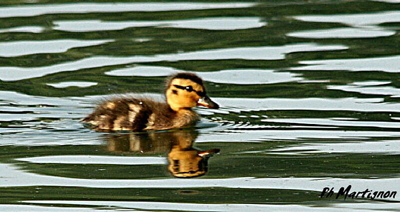 Canard colvertjuvénile, identification