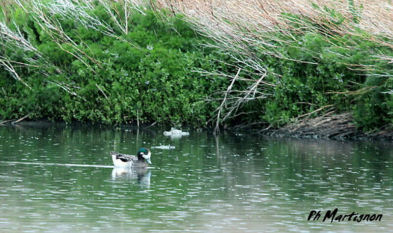 Canard de Chiloé