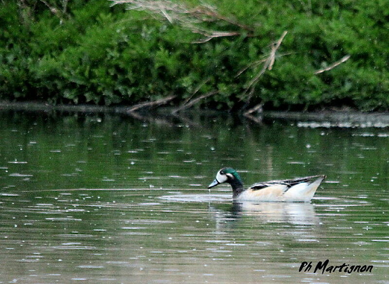 Chiloe Wigeon