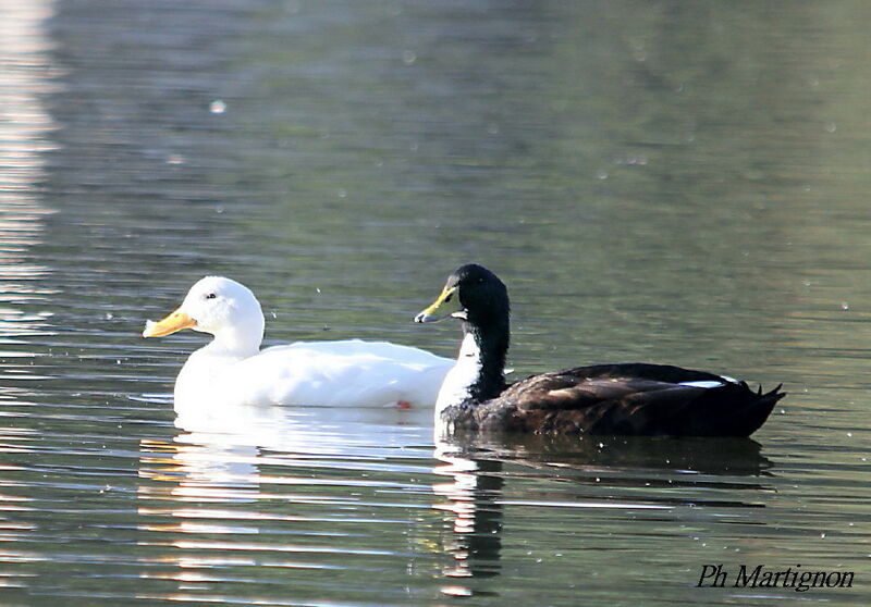 White-cheeked Pintail