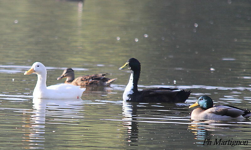 Canard des Bahamas