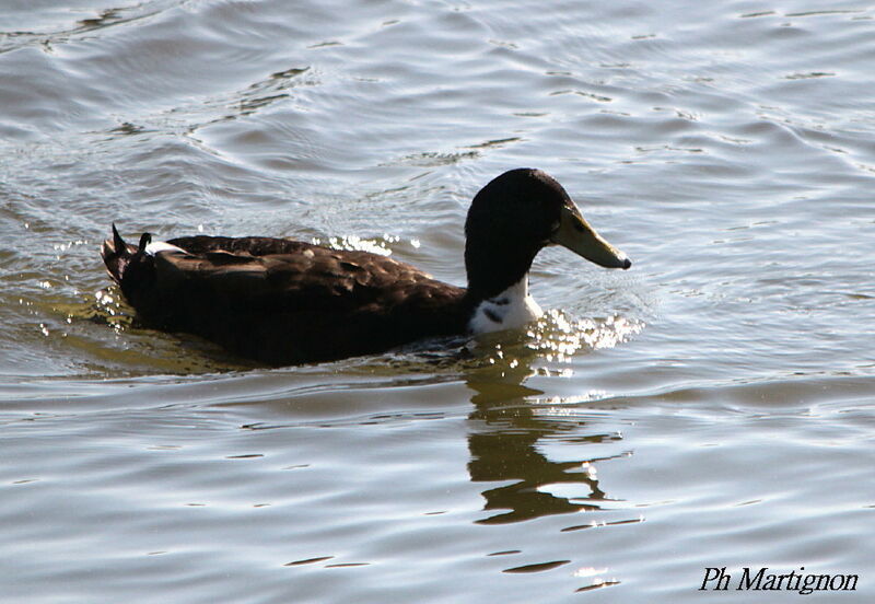 Canard des Bahamas