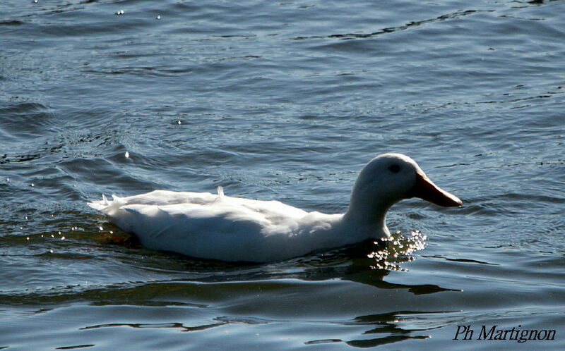 Canard des Bahamas