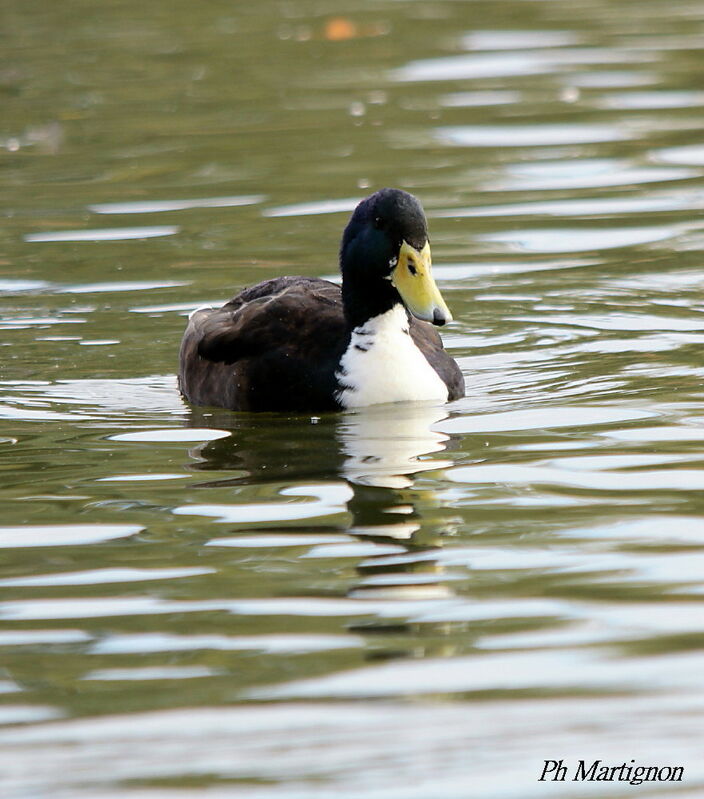 Canard des Bahamas