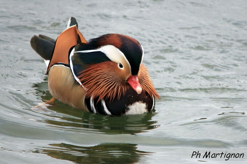 Mandarin Duck, identification