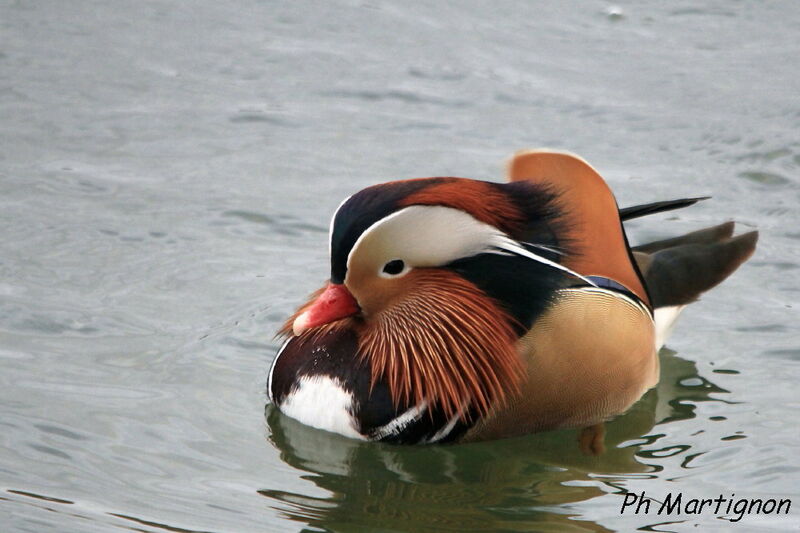 Canard mandarin, identification