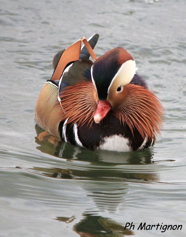 Mandarin Duck, identification