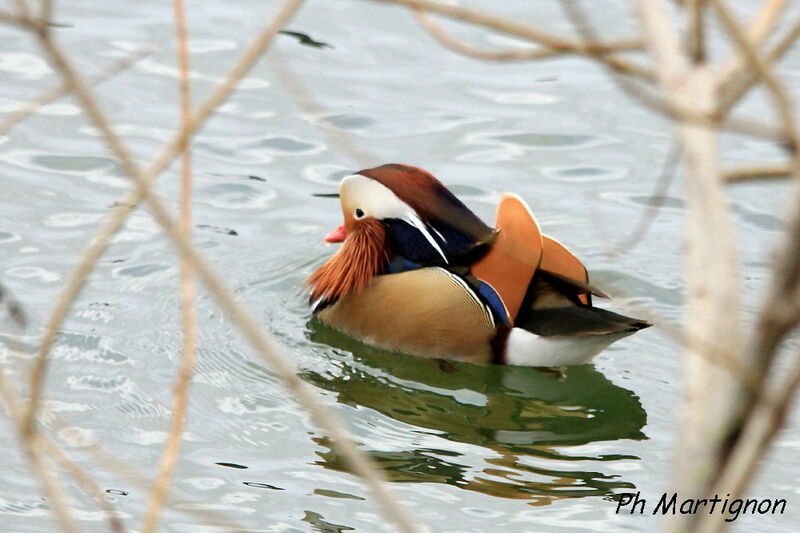 Mandarin Duck, identification