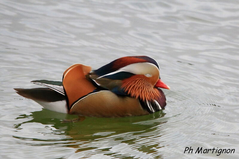 Mandarin Duck, identification