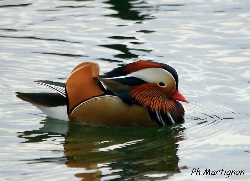 Mandarin Duck, identification