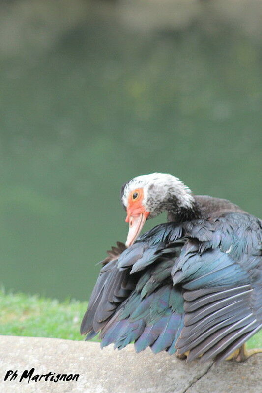 Canard musqué femelle