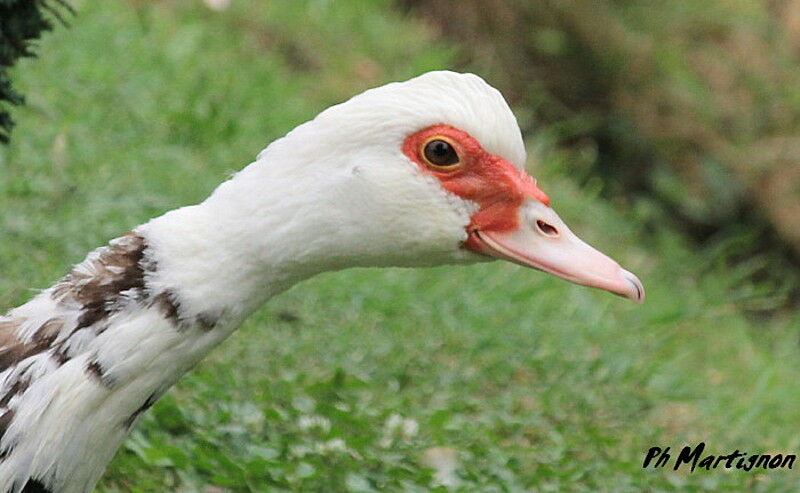 Muscovy Duck