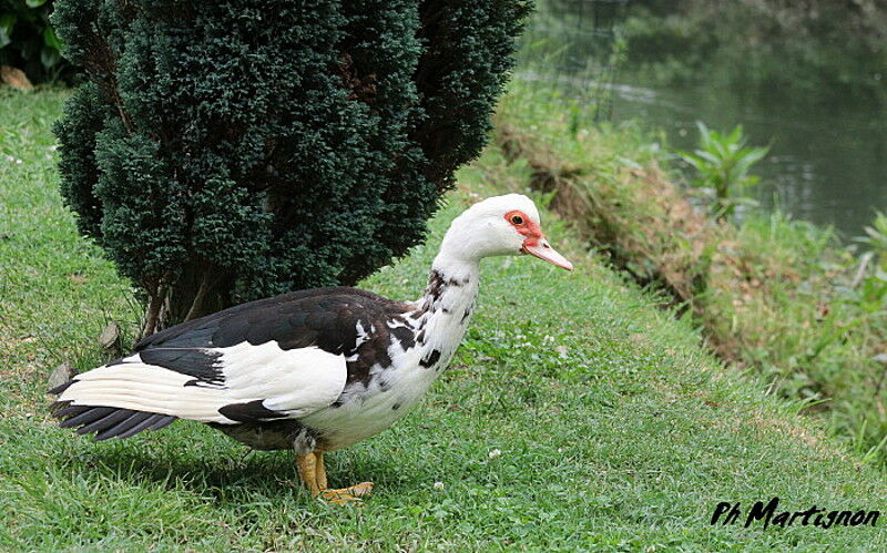 Muscovy Duck