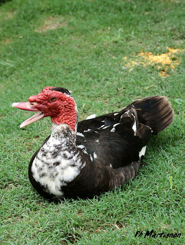 Canard musqué mâle