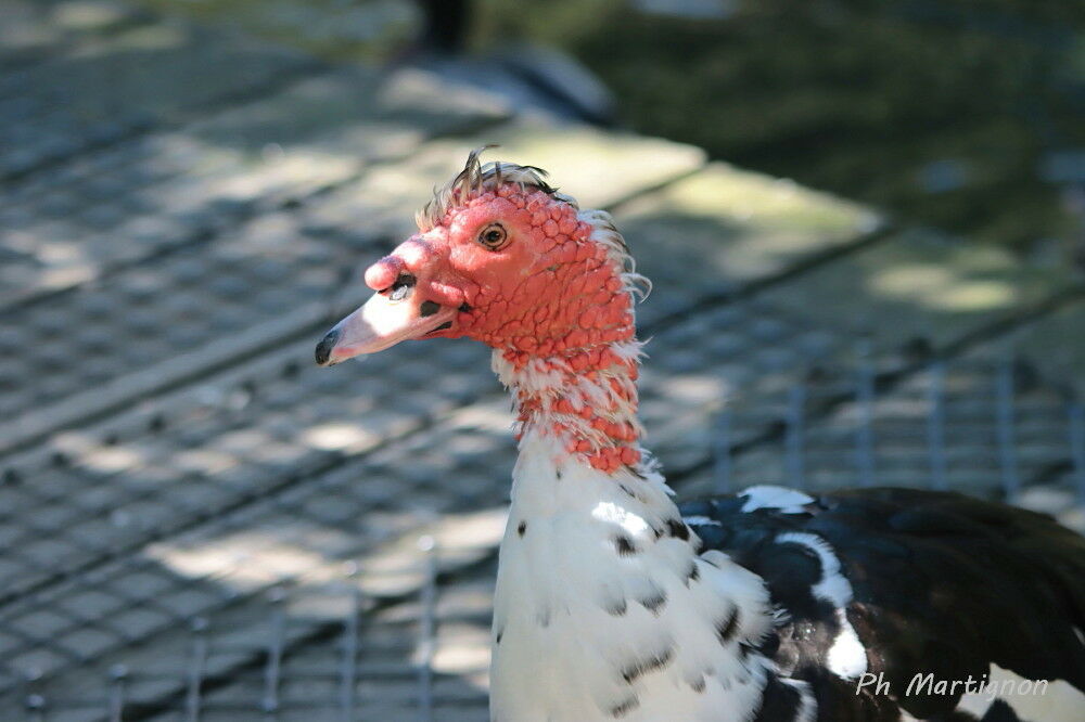 Canard musqué, identification
