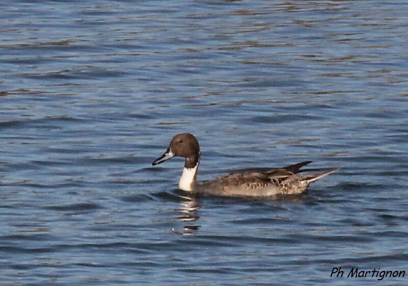 Canard pilet, identification