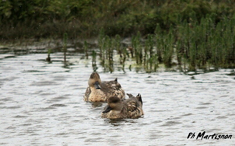 Red Shoveler