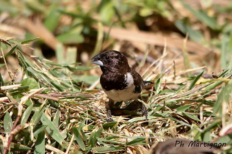 Black-and-white Mannikin, identification