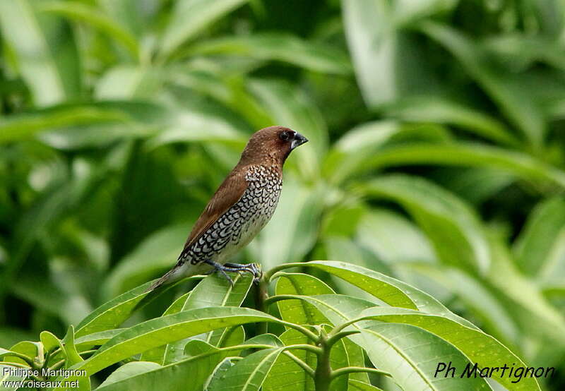 Scaly-breasted Munia, identification