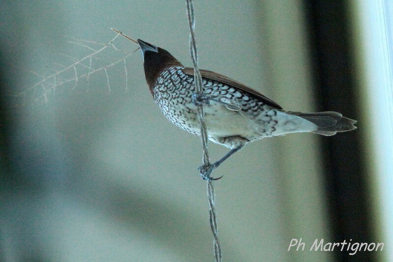 Scaly-breasted Munia, identification, Behaviour