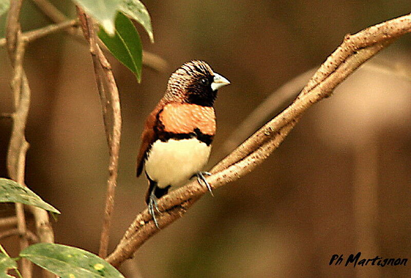 Chestnut-breasted Mannikin, identification