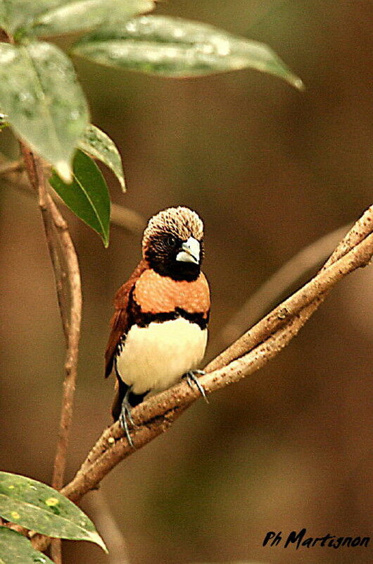 Chestnut-breasted Mannikin, identification