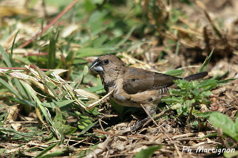 Capucin nonnette, identification