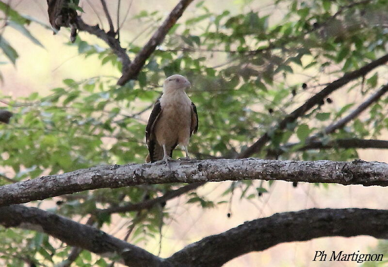 Caracara à tête jaune, identification