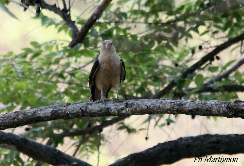 Yellow-headed Caracara, identification