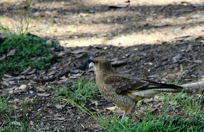 Caracara chimango