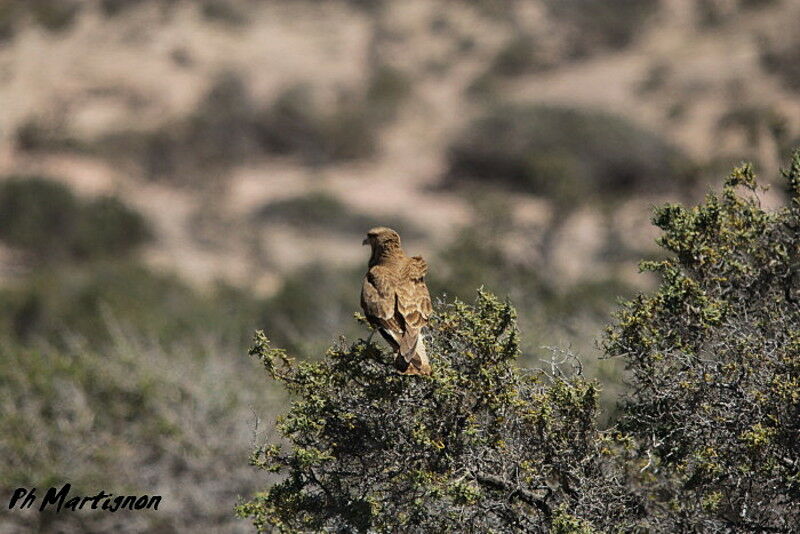 Caracara chimango