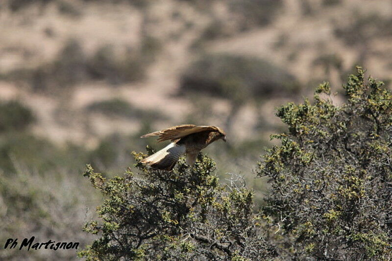 Caracara chimango