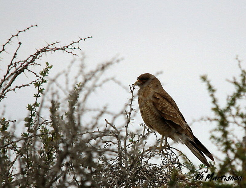 Caracara chimango femelle