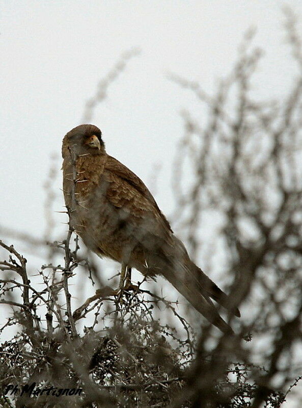 Caracara chimango femelle