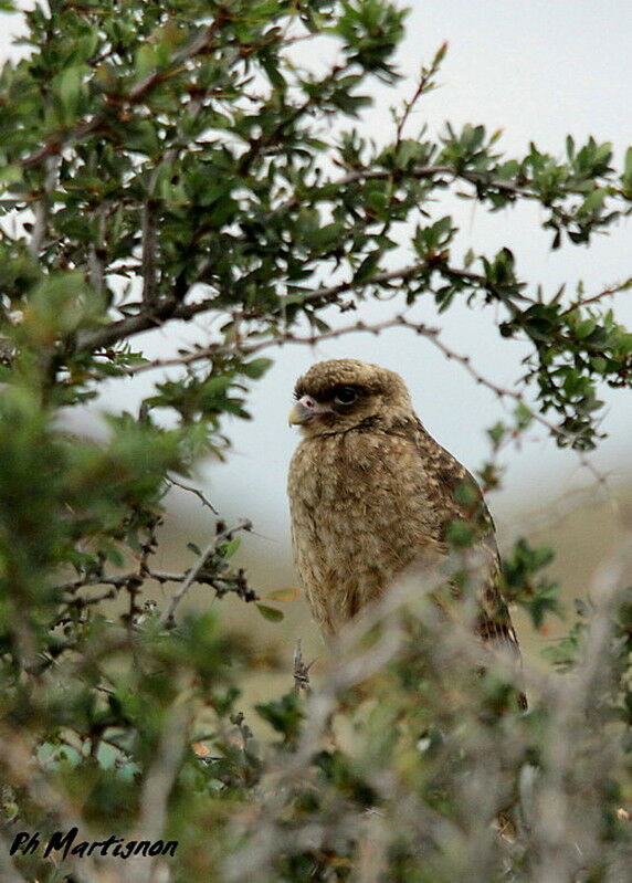 Caracara chimango femelle