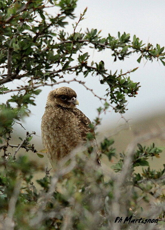 Caracara chimango femelle