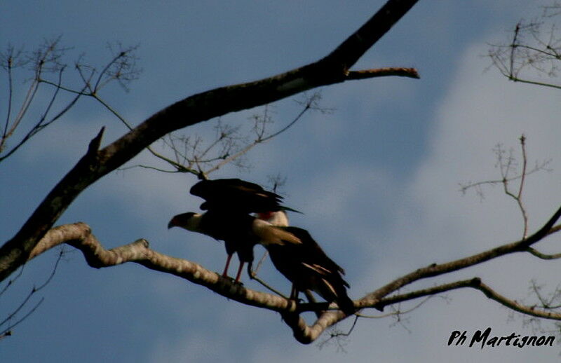 Caracara du Nord, identification