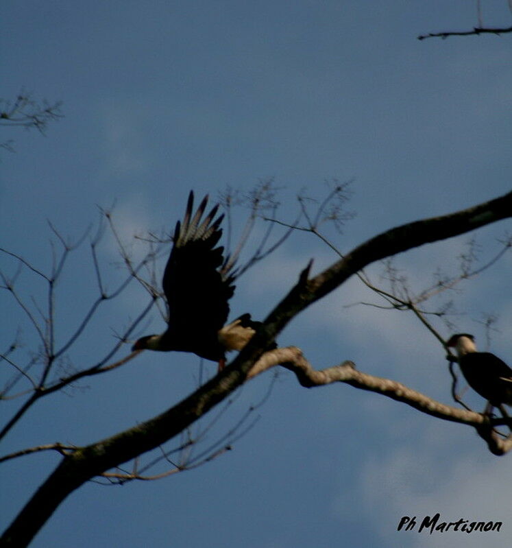 Crested Caracara (cheriway), identification