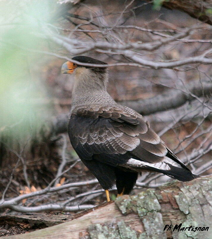 Caracara huppé