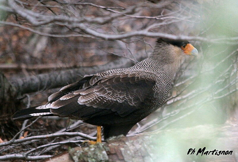 Caracara huppé