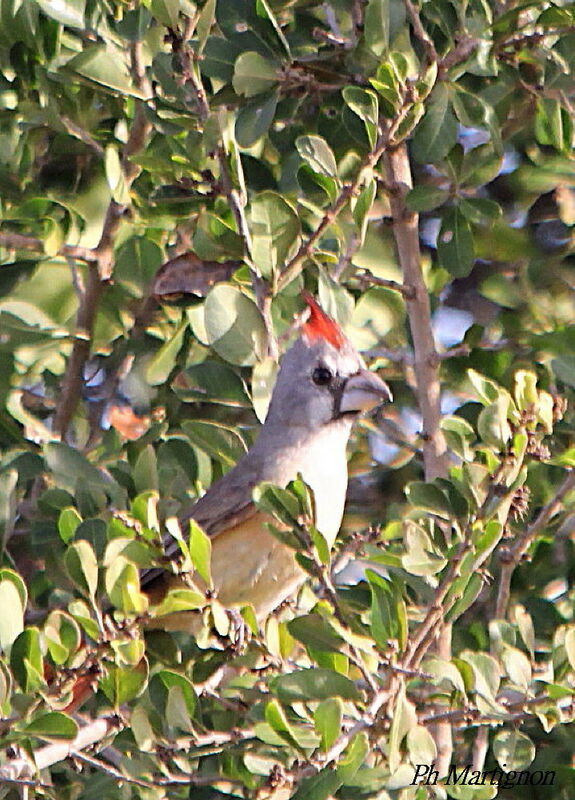 Cardinal vermillon femelle, identification