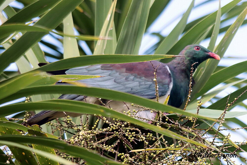 Carpophage de Nouvelle-Zélande, identification