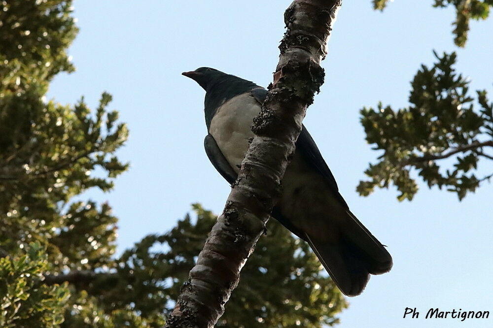 Carpophage de Nouvelle-Zélande