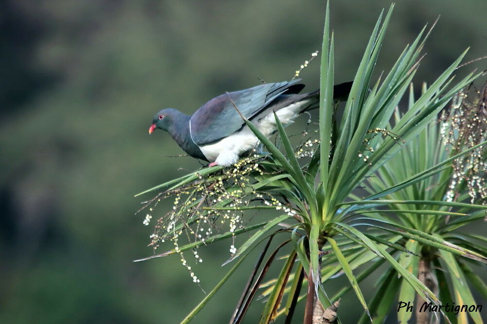 Carpophage de Nouvelle-Zélande