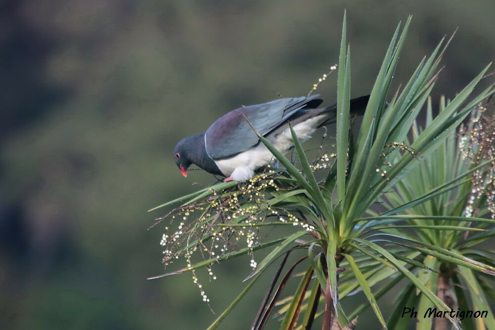 Carpophage de Nouvelle-Zélande, identification
