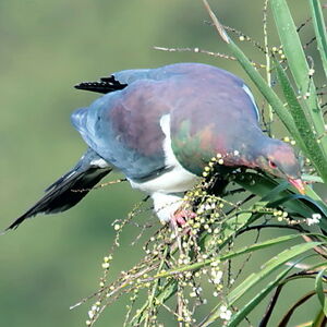 Carpophage de Nouvelle-Zélande
