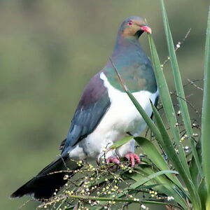 Carpophage de Nouvelle-Zélande